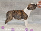 A r&eacute;server 4 femelles American Staffordshire Terrier LOF