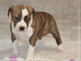 A r&eacute;server 4 femelles American Staffordshire Terrier LOF