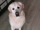 Adorable Golden Retriever LOF disponible pour saillie