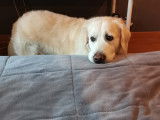 Adorable Golden Retriever LOF disponible pour saillie