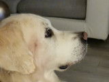 Adorable Golden Retriever LOF disponible pour saillie