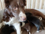 Chiots femelles Border Collie à réserver