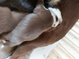 Chiots femelles Border Collie à réserver