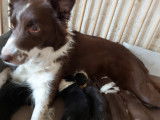 Chiots femelles Border Collie à réserver