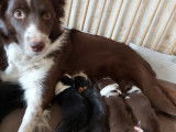 Chiots femelles Border Collie à réserver