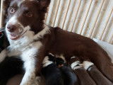 Chiots femelles Border Collie à réserver