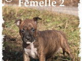 A réserver : 4 chiots American Staffordshire Terrier LOF