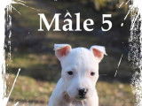 A réserver : 4 chiots American Staffordshire Terrier LOF