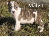 A réserver : 4 chiots American Staffordshire Terrier LOF