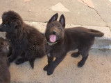 À réserver : 11 chiots Groenendael LOF