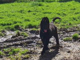 À réserver : 11 chiots Groenendael LOF