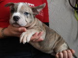 Chiots American Bully Pocket à vendre