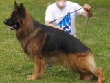 A vendre Chiots Berger Allemand à poils long, LOF