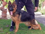 A vendre Chiots Berger Allemand à poils long, LOF