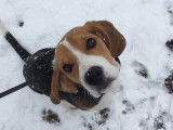 Magnifique Beagle LOF pour saillie