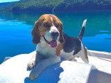 Magnifique Beagle LOF pour saillie