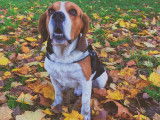 Magnifique Beagle LOF pour saillie