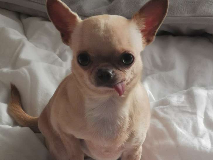 Chien adulte de type Chihuahua à vendre