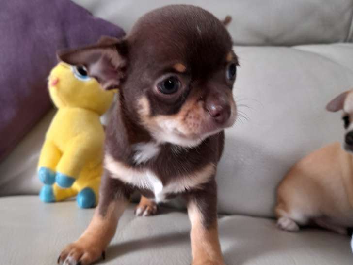 Chihuahuas à réserver
