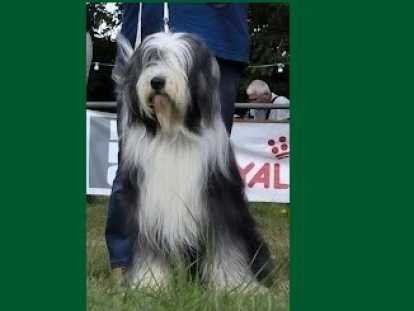 Étalon Bearded Collie pour saillie