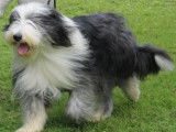 Étalon Bearded Collie pour saillie