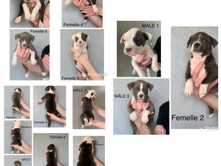 Vend chiots American Bully XL