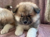 A réserver : 3 chiots Akita Inu LOF