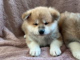 A réserver : 3 chiots Akita Inu LOF