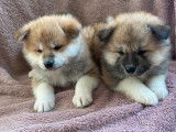 A réserver : 3 chiots Akita Inu LOF