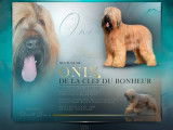 Chiots Briard fauves LOSH à vendre