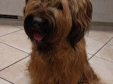 Chiots Briard fauves LOSH à vendre
