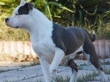 A réserver : 2 chiots American Staffordshire Terrier ( LOF)