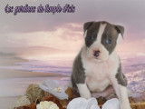 A réserver : 2 chiots American Staffordshire Terrier ( LOF)