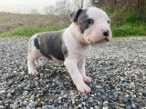 A réserver : 5 chiots American Staffordshire Terrier LOF