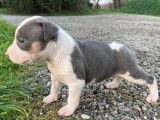 A réserver : 5 chiots American Staffordshire Terrier LOF