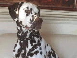 Dalmatien couleur foie pour saillie