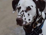Dalmatien couleur foie pour saillie