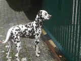 Dalmatien couleur foie pour saillie