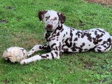 Dalmatien couleur foie pour saillie