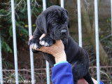 5 chiots Dogues Allemands à vendre (1 femelle & 4 mâles)