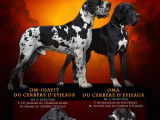 5 chiots Dogues Allemands à vendre (1 femelle & 4 mâles)