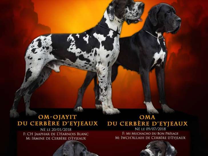 5 chiots Dogues Allemands à vendre (1 femelle & 4 mâles)