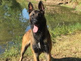 Malinois LOF disponible pour saillie