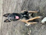 Malinois LOF disponible pour saillie
