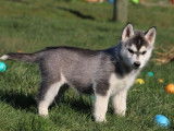 A r&eacute;server : 6 chiots Husky de Sib&eacute;rie LOF