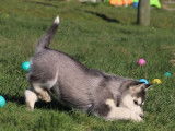 A r&eacute;server : 6 chiots Husky de Sib&eacute;rie LOF
