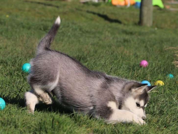 A réserver : 6 chiots Husky de Sibérie LOF