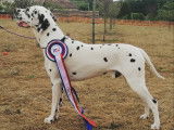 Dalmatien LOF pour saillie