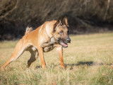 Propose Malinois de travail avec pedigree LOSH pour saillie