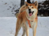 Akita Inu LOF de 4 ans pour saillie